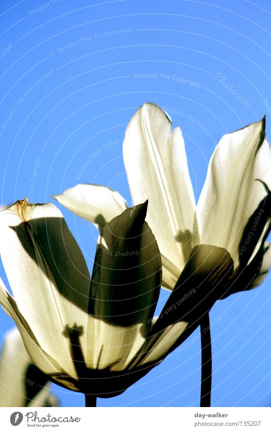 Sonne tanken Blume Tulpe weiß Beet Beleuchtung Stengel Pflanze Himmel Stempel Natur Schatten Schönes Wetter