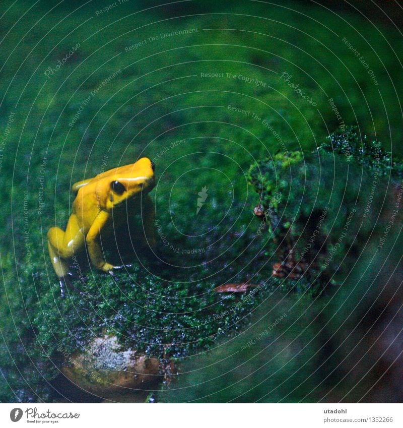 Golden poison frog Natur Landschaft Pflanze Tier Moos Wildtier Frosch 1 sitzen schleimig gelb gold grün Umwelt Urwald Frog poisonous Gift Farbfoto mehrfarbig
