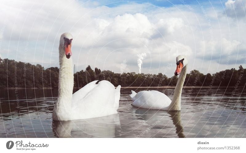 smokin´ swans Technik & Technologie Energiewirtschaft Kohlekraftwerk Umwelt Natur Landschaft Wasser Klima Klimawandel Fluss Rhein Altrhein Tier Wildtier Vogel