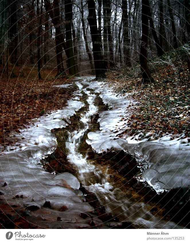 Eisbach... Bach Wald Blatt Winter Baum fließen sprudelnd abwärts Amerika Schnee Natur Landschaft Wasser spritzen laufen Baumstamm Außenaufnahme