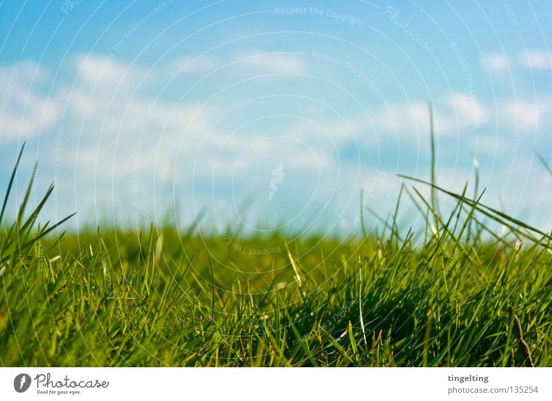 ordinary wiese Wiese Gras grün Horizont Wolken Halm nah unten Rasen Himmel blau Bodenbelag Natur