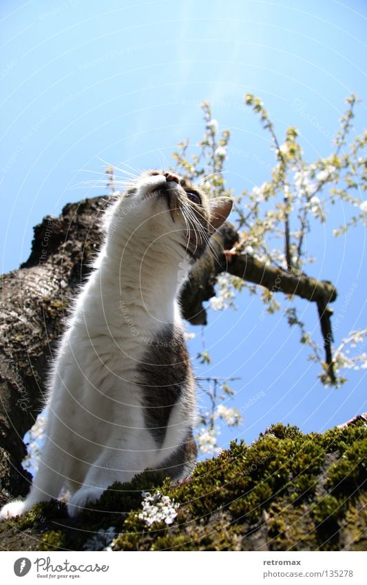tolle Aussichten Katze Gier Landraubtier Baum Kirsche Blüte Holz Wachstum Vogelperspektive Macht Säugetier Verkehrswege Himmel blau Kirschbaum Größe aufwärts