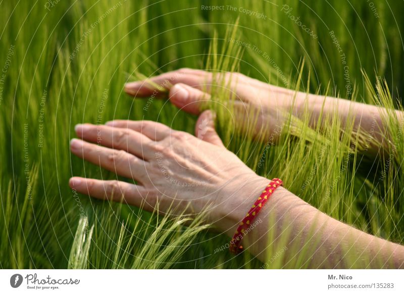 feel Feld Kornfeld Ähren Landwirtschaft schwingen weich Hand Finger Frau Reiki Spiritualität geben tanken berühren streichen Streifen Streicheln verbinden