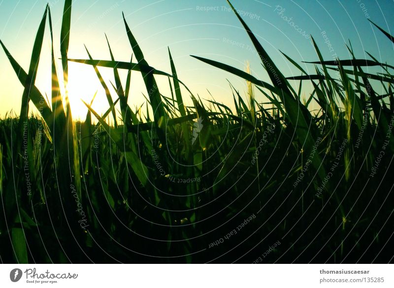 Sonnenduft Feld Gras Gerste grün gelb dunkel Physik Frühling Sonnenstrahlen ruhig zuwenden behutsam leicht Stengel Himmel blau hell Wärme ausgewogen