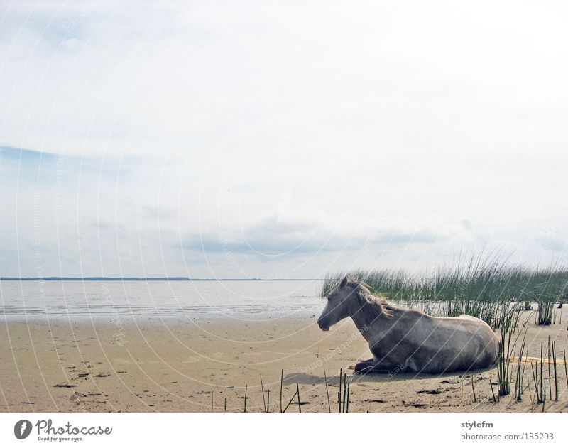 zurück nach uruguay Pferd schlafen Tier Einsamkeit Strand Wolken weich Schilfrohr grün Meer braun nass Macht See Unendlichkeit ruhig Gelassenheit unberührt