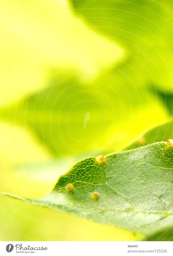 grün [1/2] Blatt Baum Makroaufnahme Strukturen & Formen Staubfäden Pollen Natur Photosynthese Licht zart Frühling Hoffnung Sommer tosini