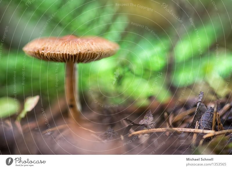 Im Wald Umwelt Natur Sommer Herbst Pilz schön natürlich stark braun Einsamkeit einzigartig Kraft Individualist Farbfoto Nahaufnahme Textfreiraum rechts