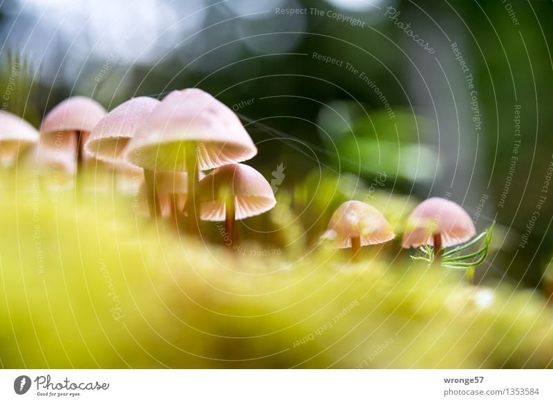 Gruppentreffen Natur Pflanze Herbst Schönes Wetter Wald klein braun gelb grün rosa Pilz winzig mehrere gruppiert Waldboden Moos Moosteppich Spinngewebe