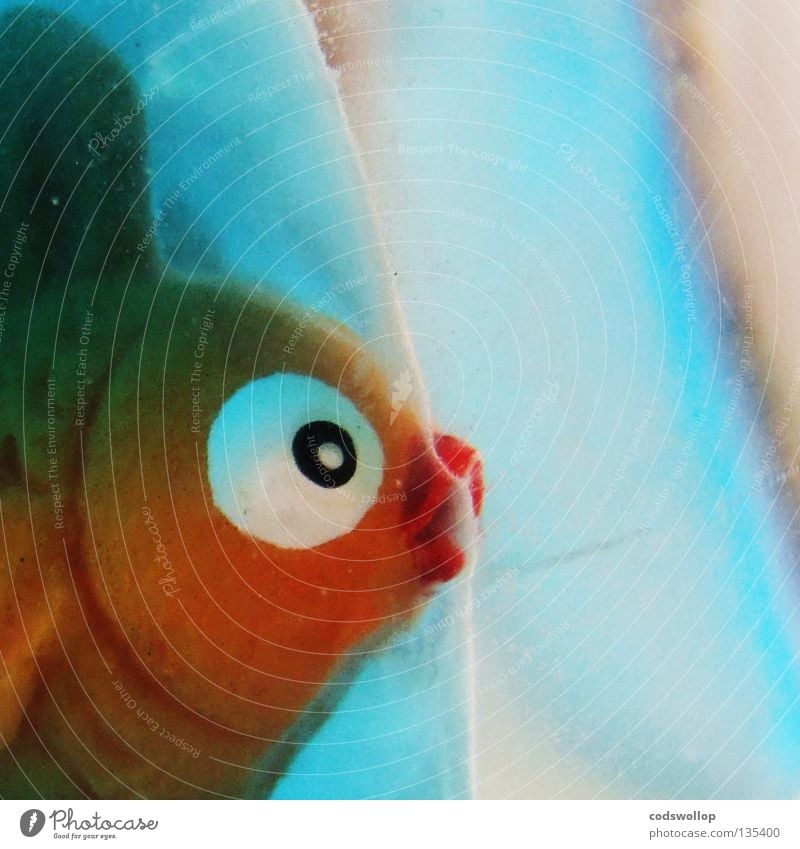 I’m a Celebrity Get Me Out of Here Wasser Fisch Spielzeug außergewöhnlich Kitsch Goldfisch Auge Fischkopf Tierfigur Anschnitt Bildausschnitt Nahaufnahme