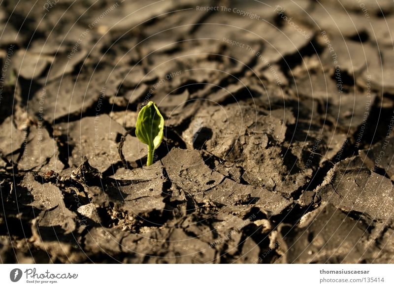 Auferstanden... Pflanze trocken braun grau Schlamm grün klein zart stark fleißig erleuchten Neuanfang Frühling Bodenbelag Riss Erde Sand trist Schatten hoffung