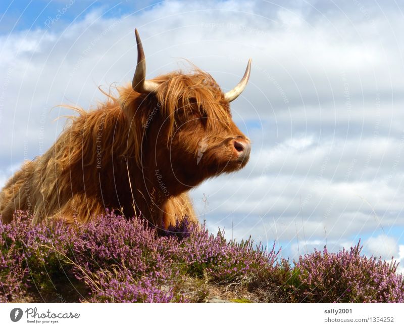 Friseurmodell... Haare & Frisuren Pony Tier Nutztier Kuh Schottisches Hochlandrind 1 beobachten liegen träumen warten Freundlichkeit braun Horn Bergheide Weide