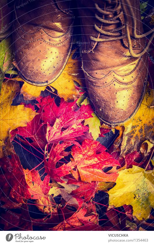Alte Schuhe auf bunten Herbstlaub Lifestyle Stil Design Garten Mensch Frau Erwachsene Natur Regen Pflanze Baum Blatt Park Wald Mode Stiefel retro gelb