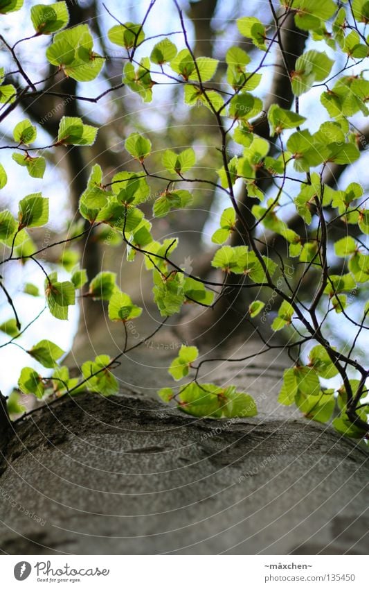 Blätterdach Baum Baumrinde Blatt grün Photosynthese unten Himmel Dach Frühling Sommer dünn zierlich klein Reifezeit Luftverkehr Ast tree tiefenunschärfe