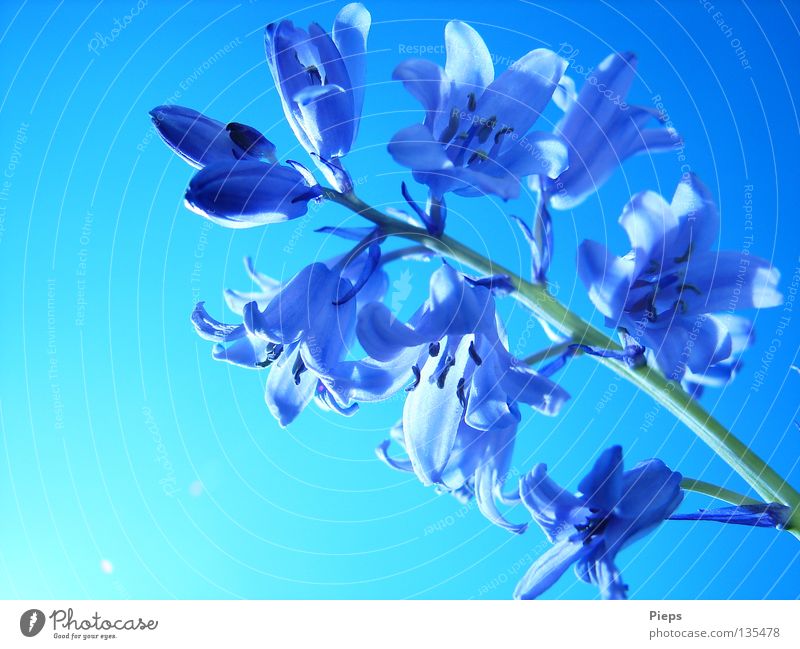 Blauer Hyazinthenzweig Farbfoto Außenaufnahme Nahaufnahme Makroaufnahme Hintergrund neutral Tag Freude schön ruhig Pflanze Himmel Frühling Blume Blüte Blühend