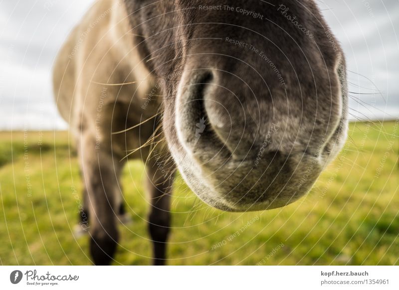 Große Schnauze Natur Herbst Tier Pferd Island Ponys Nüstern Nase 1 atmen Kommunizieren sprechen groß nah Geruch Barthaare Sprache SCHNAUZE Farbfoto