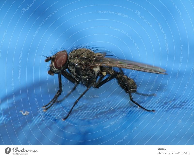 Brause-Pause Tier Insekt schwarz Facettenauge Fliege nah blau Biene Flügel Beine Haare & Frisuren