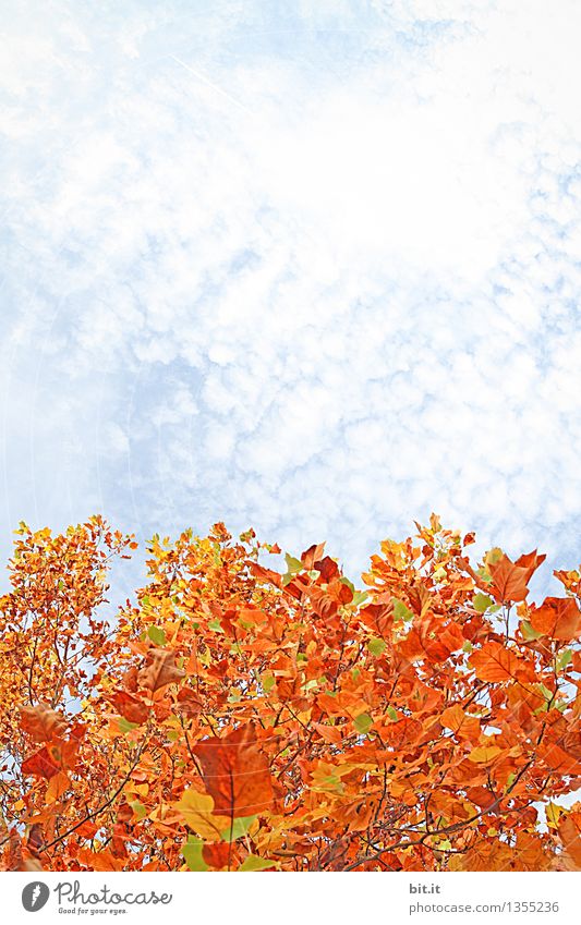 Schäfchenwolken auf Herbst... Natur Himmel Wolken Pflanze Park Wald Wandel & Veränderung herbstlich Herbstlaub Herbstfärbung Jahreszeiten Indian Summer