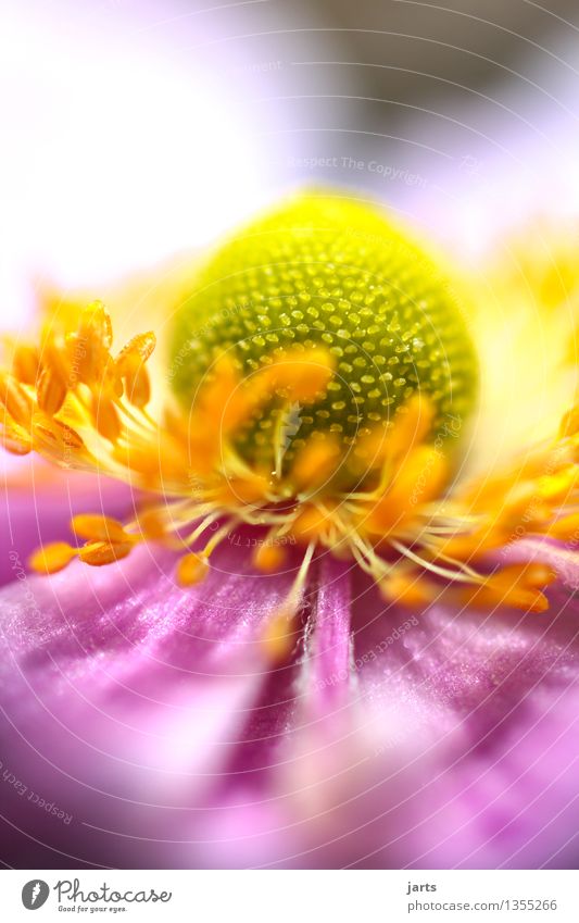 herbst-anemone Pflanze Herbst Schönes Wetter Blume Blüte Garten Park Blühend ästhetisch elegant natürlich Natur Farbfoto mehrfarbig Nahaufnahme Detailaufnahme