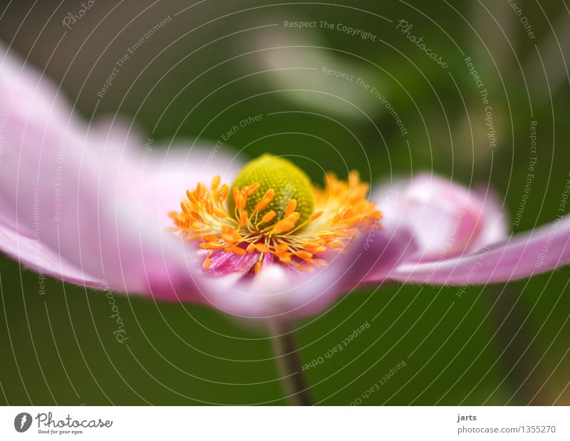 herbst anemone III Pflanze Herbst Schönes Wetter Blume Blüte Garten Blühend sportlich elegant schön natürlich Natur Farbfoto mehrfarbig Außenaufnahme