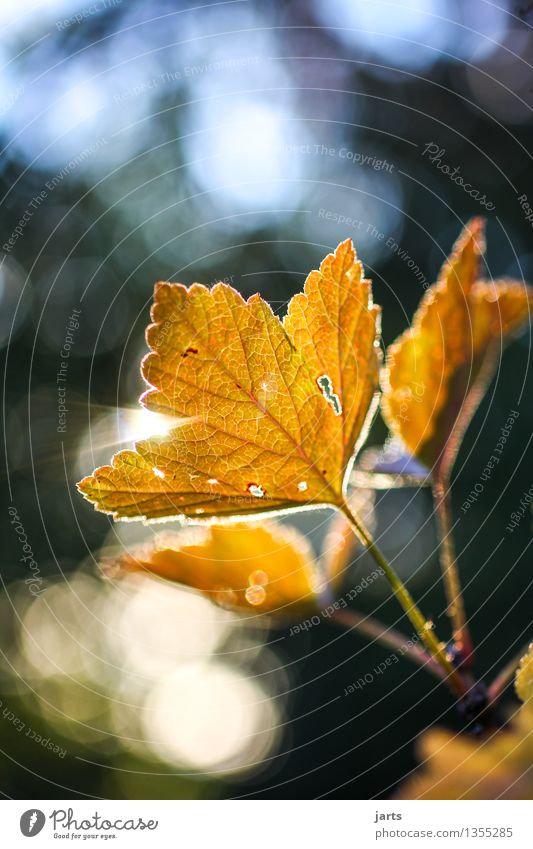blattgold Pflanze Herbst Schönes Wetter Baum Blatt Wald leuchten frisch hell natürlich Natur Farbfoto Außenaufnahme Nahaufnahme Menschenleer Textfreiraum oben
