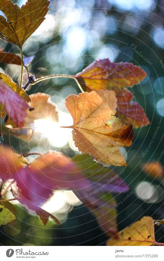 herbstfarben Natur Pflanze Herbst Schönes Wetter Baum Blatt Wald frisch glänzend hell natürlich schön Farbfoto Außenaufnahme Menschenleer Textfreiraum oben