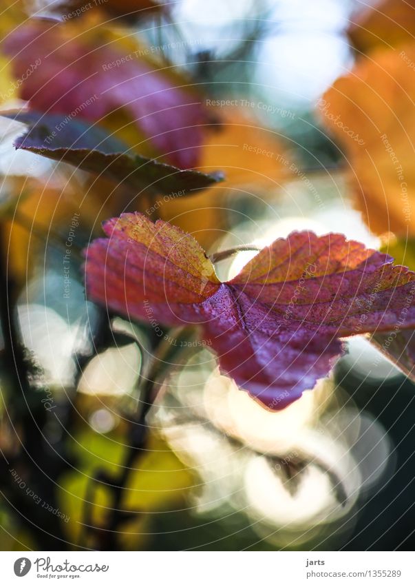 blatt Pflanze Herbst Schönes Wetter Baum Blatt Wald elegant frisch schön nass natürlich Natur Jahreszeiten Farbfoto mehrfarbig Außenaufnahme Nahaufnahme