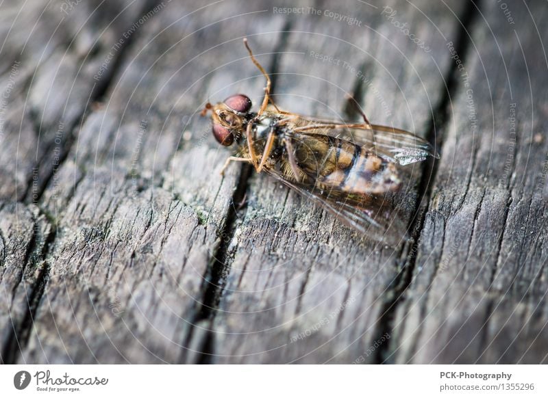 Der langsame Tod des Herrn Insekt Tier Totes Tier Fliege Biene 1 Armut authentisch gruselig kaputt niedlich gold grau rot Holz Schneidebrett Flügel Auge Beine