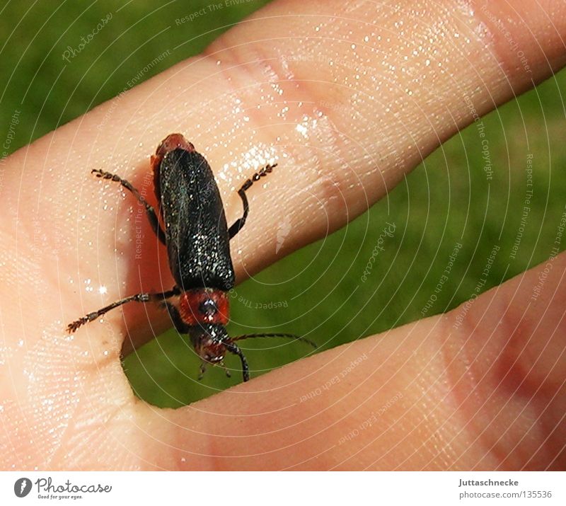 Gerettet Insekt nass Finger trocknen krabbeln Sanitäter Sommer Hilfsbereitschaft Käfer fast ertrunken gerettet Juttaschnecke