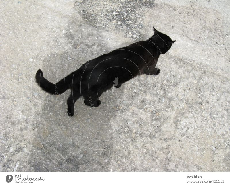 Katze von oben schwarz grau Teer Säugetier Verkehrswege laufen Straße Wege & Pfade Stein