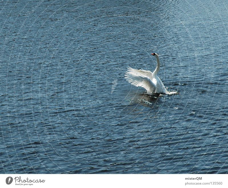 Swanlake. Schwan See Teich Meer Wasser Beginn oben Brunft Schifffahrt Vogel swan lakte Fluss Feder fliegen aufwärts Flügel