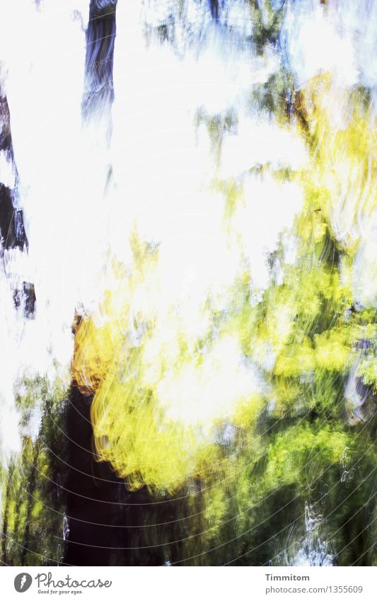 Herbst-Bulb-Wald. Umwelt Natur Pflanze Sonne Sonnenlicht Schönes Wetter beobachten Blick wild blau gelb schwarz weiß Gefühle Beginn Farbfoto Außenaufnahme