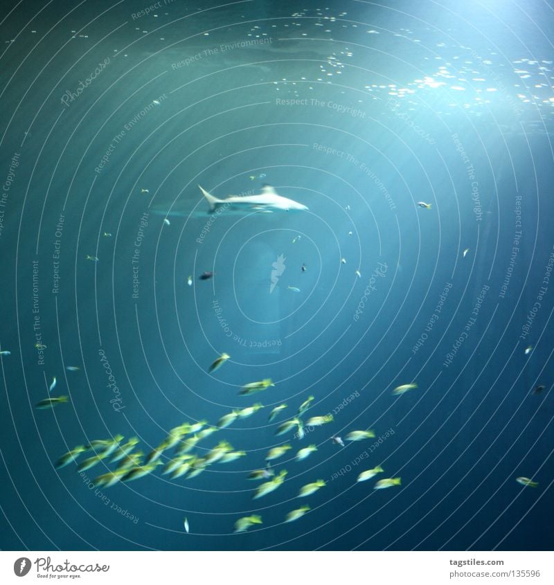 RUDELPANIK Haifisch Panik Fischschwarm gefährlich Hi Sonnenstrahlen Licht Lichtbrechung Rudel Wasser Angst bedrohlich blau Rudelpanik