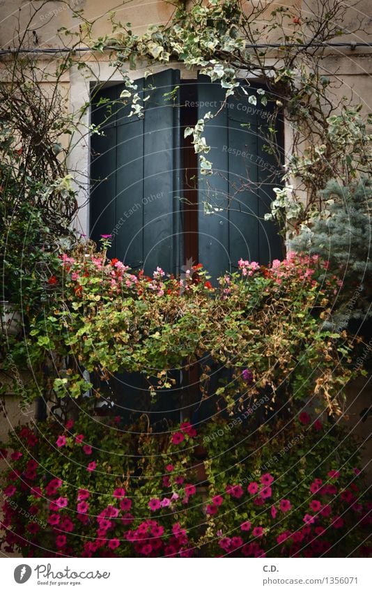 Fenster Blühend hängen verblüht Pflanze Fensterladen offen Italien Pflanztopf Farbfoto Außenaufnahme Menschenleer
