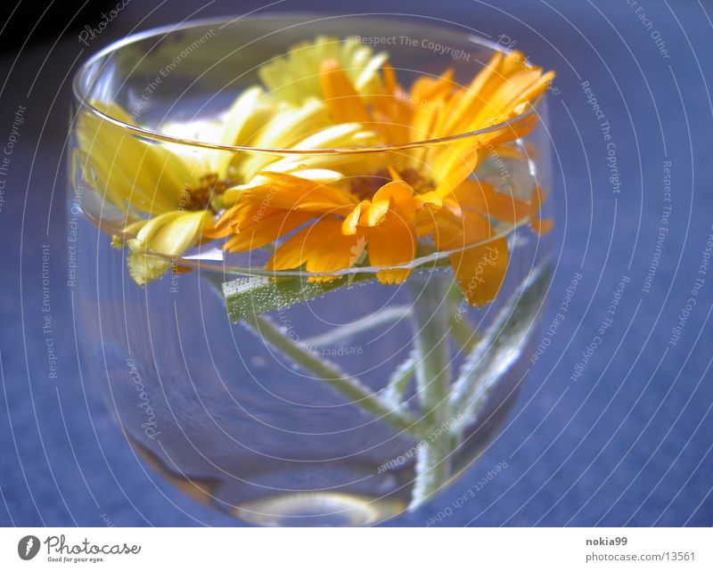 Natur im Glas #2 Instant-Messaging Leben Wasser ...