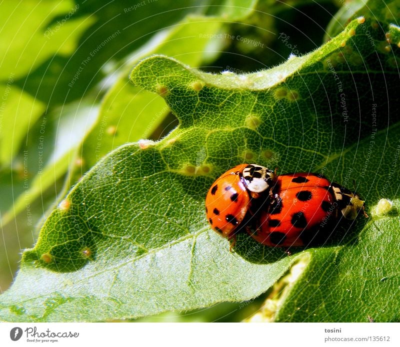 Marienkäferliebe [2/2] Käfer Tier Blatt Natur grün rot Fleck Punkt Zusammensein Partner Freundschaft Verliebtheit Frühling Frühlingsgefühle paarweise Tierpaar