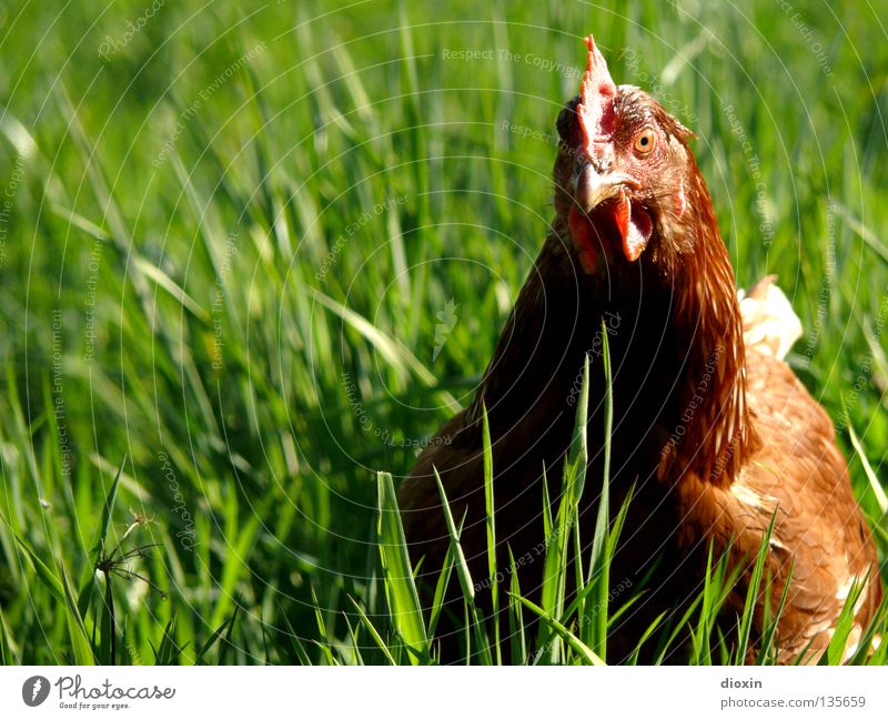 Psycho Chicken Lebensmittel Ernährung Bioprodukte Glück Freiheit Umwelt Natur Gras Wiese Vogel frei verrückt Haushuhn Schnabel Freilandhaltung