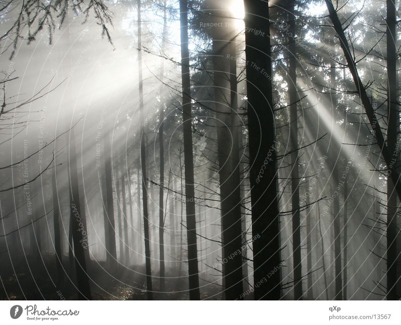 wald im nebel Wald Baum Nebel Schauinsland Herbst Winter Berge u. Gebirge Sonne