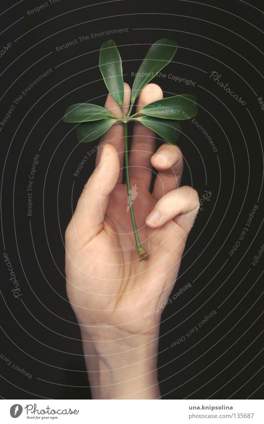 leaf Hand Finger Natur Pflanze Linie berühren grün Gefühle zart Zärtlichkeiten Intuition Fingerabdruck Spuren Scanner Fototechnik fingerspitzen andern scan-art