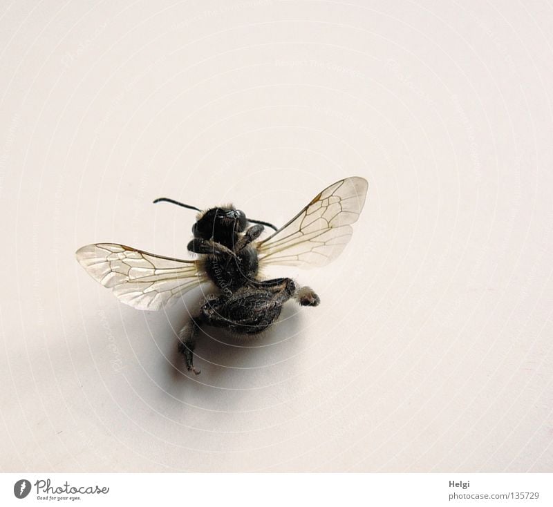hingelegt.... Biene Honigbiene Insekt auf dem Rücken Fühler filigran durchsichtig braun schwarz Vergänglichkeit Makroaufnahme Nahaufnahme Tod liegen Beine