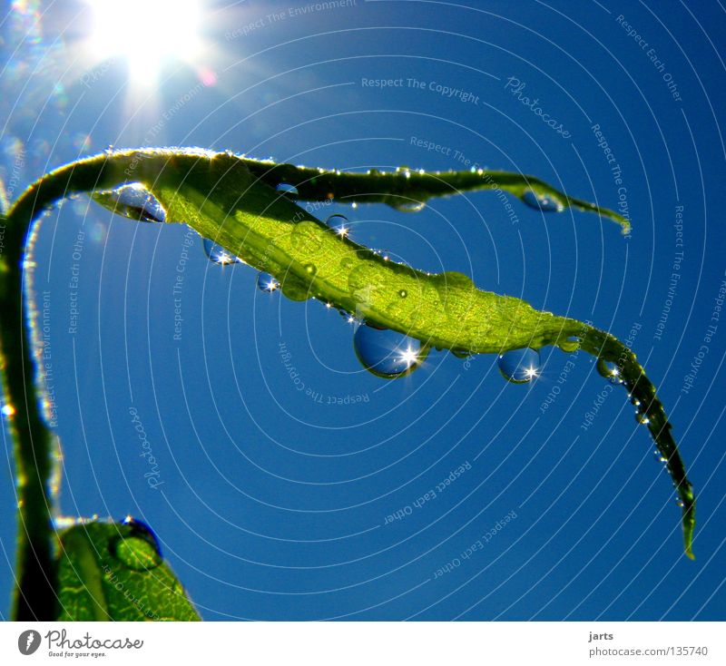 Lichtblick Sonnenlicht Sonnenstrahlen Sommer Wassertropfen Regen Baum Blatt Himmelskörper & Weltall schön jarts blau Natur