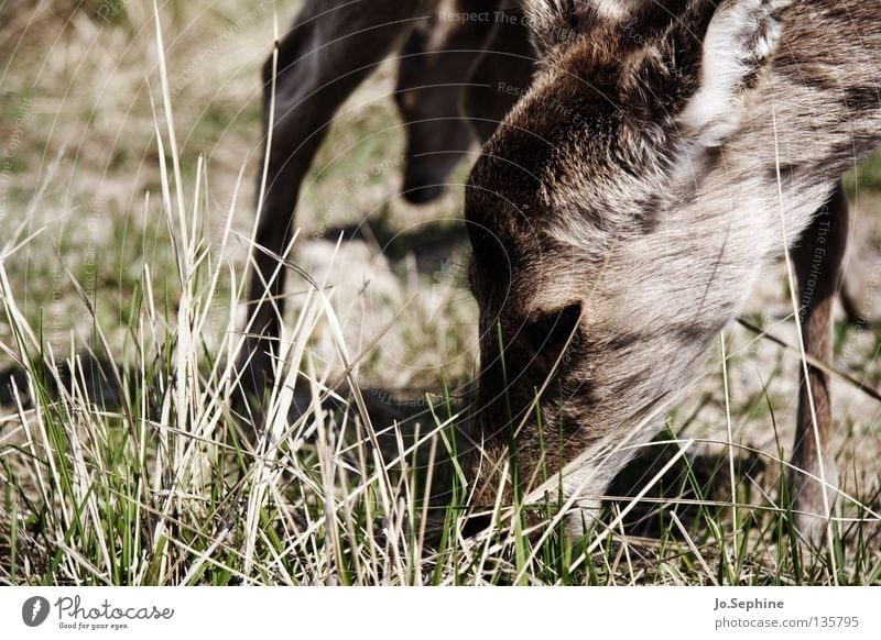 miezekatze IV Natur Tier Wildtier Fressen wild Vorsicht Schüchternheit Bambi Reh Steppe Ödland Säugetier sika-hirsch zutraulich Weide Gras trocken Dürre Kopf