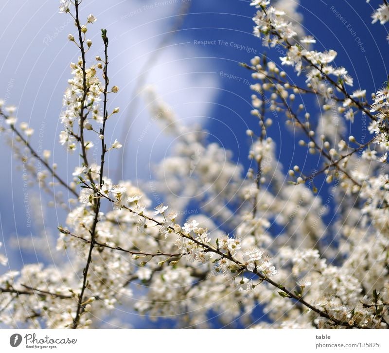 mal wieder `n Blümchenfoto Frühling Blume Blüte Sträucher Physik weiß genießen Luft atmen Freude Himmel Sonne Wärme Duft blau Spaziergang frei Friedrichshagen