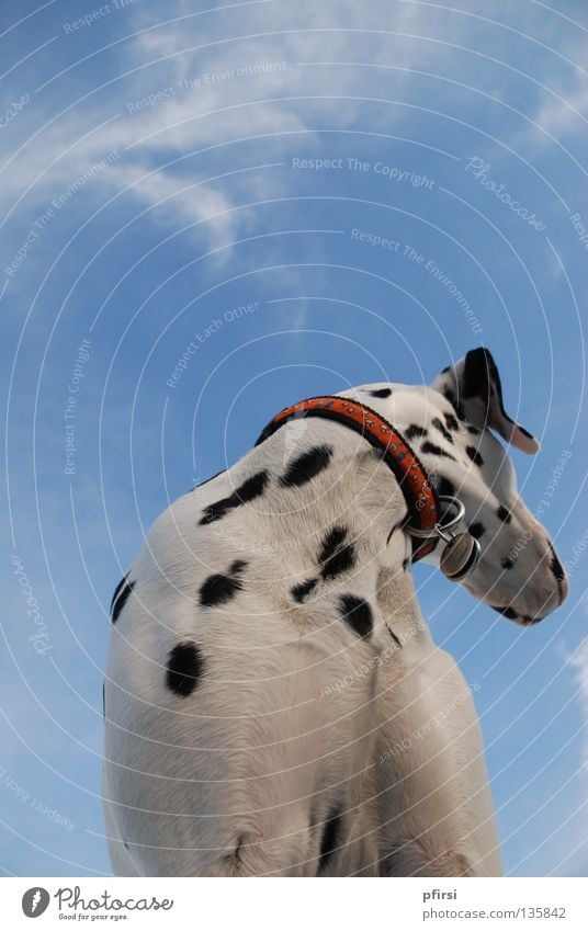 Wegsehen Hund Dalmatiner Haustier Tier gepunktet Dalmatien schwarz weiß Halsband Blick rechts Froschperspektive Wolken Säugetier Himmel blau dalmatian dalmation