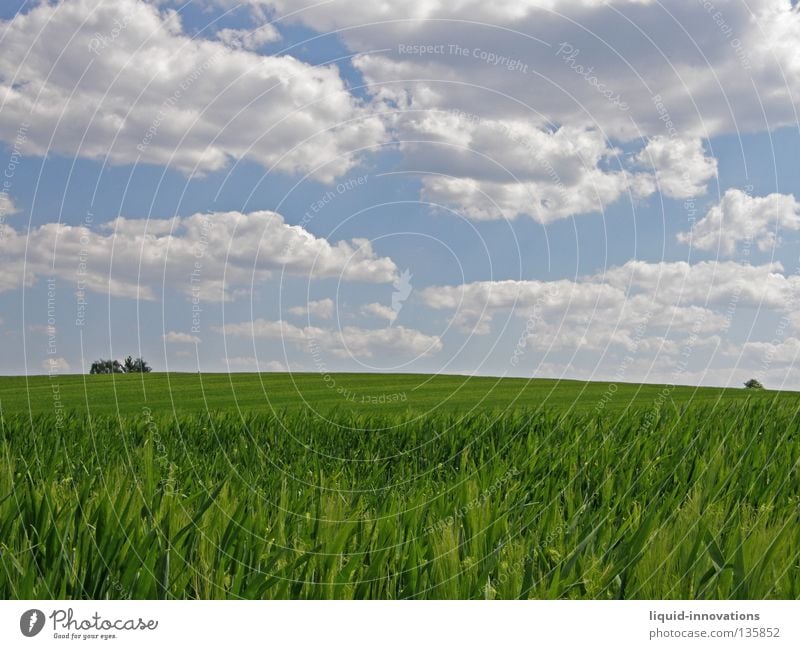 Freiheit I Feld Gras Gerste Baum grün Physik Frühling Kraft frisch saftig Wolken Horizont Himmel Sommer Wärme Natur frei blau
