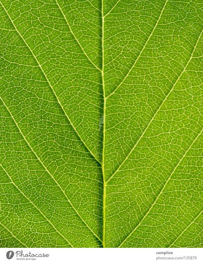 strukturiert Bioprodukte Leben Sommer Umwelt Natur Pflanze Frühling Baum Sträucher Blatt Wurm Linie grün gleich Ordnung Umweltschutz Gefäße Ecke Blattadern