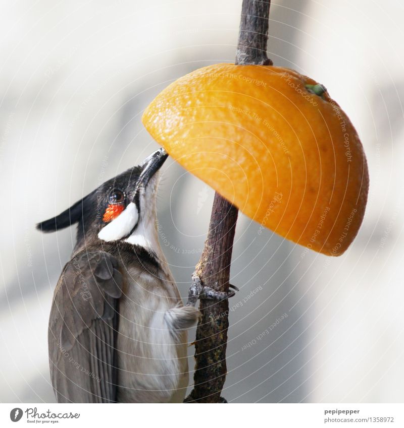 vitaminspender Lebensmittel Orange Bioprodukte Vegetarische Ernährung Baum Garten Tier Wildtier Vogel 1 Fressen hängen Farbfoto Außenaufnahme Detailaufnahme