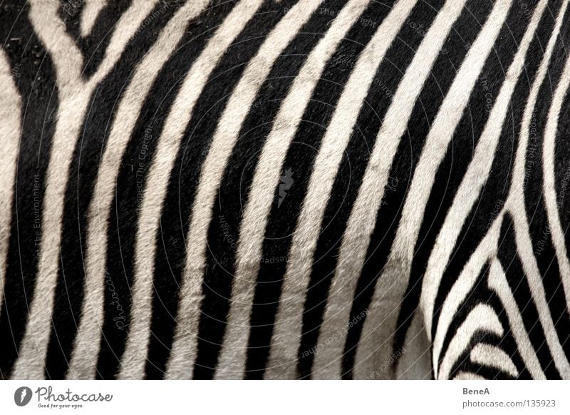 Zz Zebra Steppenzebra Unpaarhufer Pferd Zebrastreifen Streifen Tarnung Muster Teppich schwarz weiß Fell Afrika Tier Zoo Natur Safari Ferien & Urlaub & Reisen