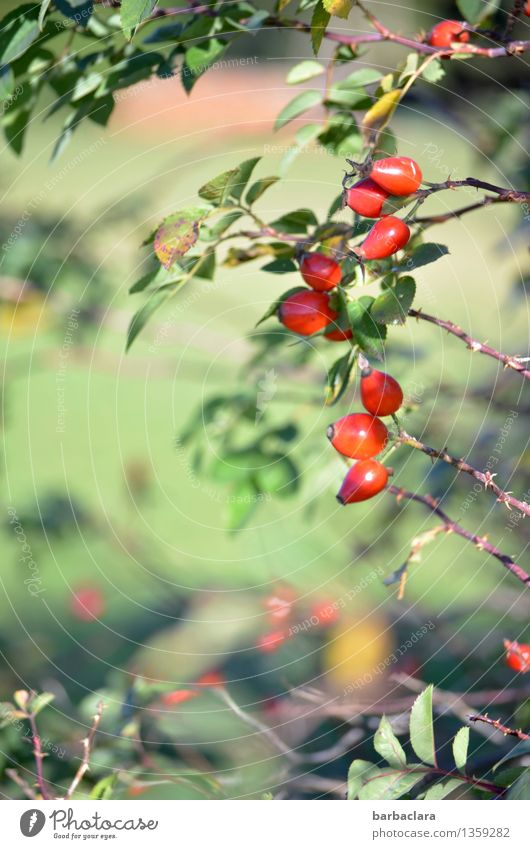 reif für den Herbst Frucht Natur Pflanze Sträucher Blatt Nutzpflanze Hagebutten Wiese leuchten Gesundheit rot Stimmung Umwelt Farbfoto Außenaufnahme Muster