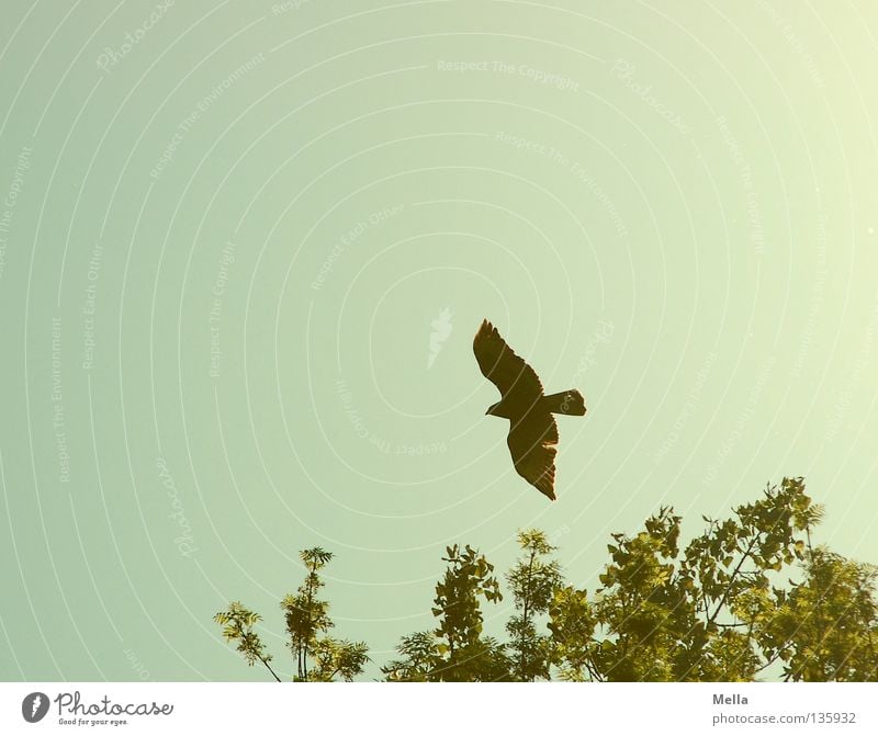 Phoenix Umwelt Natur Tier Himmel Baumkrone Vogel Flügel Bussard Mäusebussard 1 fliegen frei hoch natürlich oben Spitze blau grün Freiheit Farbfoto Außenaufnahme