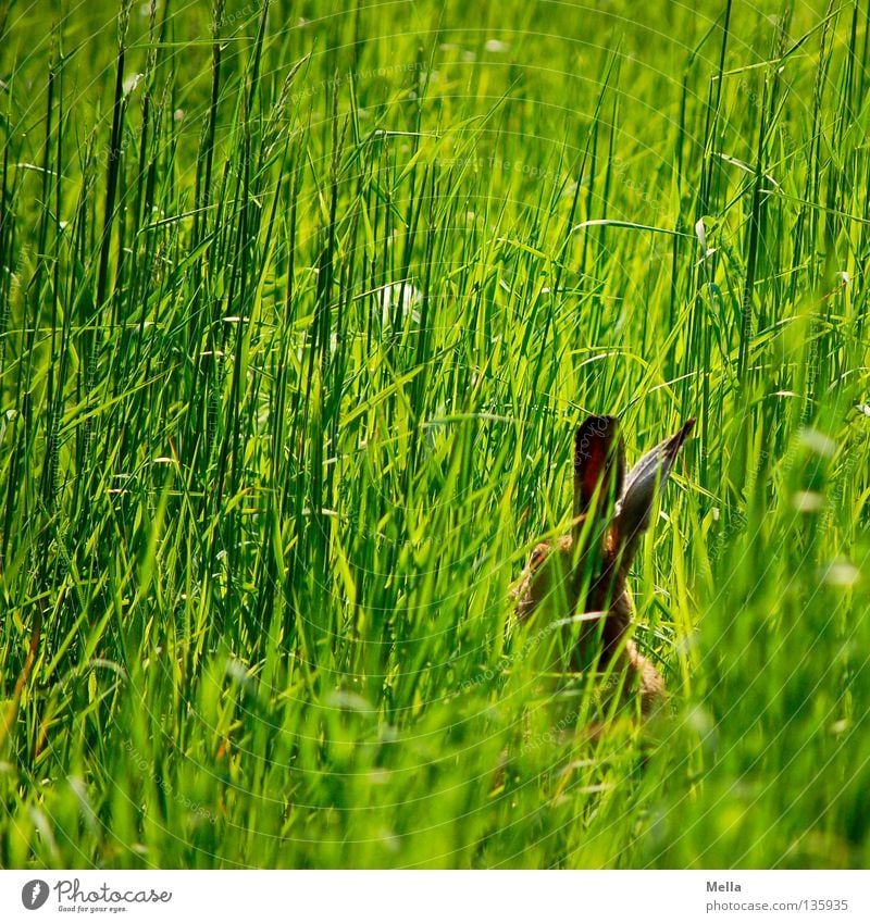 Häschen in der Grube Ostern Umwelt Natur Tier Frühling Gras Wiese Wildtier Hase & Kaninchen Hasenohren 1 hocken sitzen warten frei natürlich niedlich grün